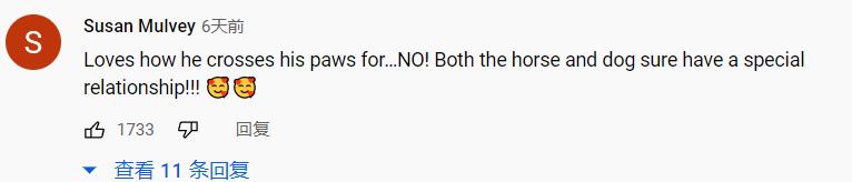 边牧和澳牧的混血狗狗,漂亮狗狗澳牧