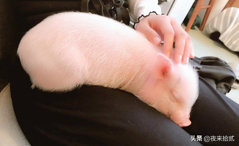 网友打卡日本迷你猪咖，这也太可爱了吧