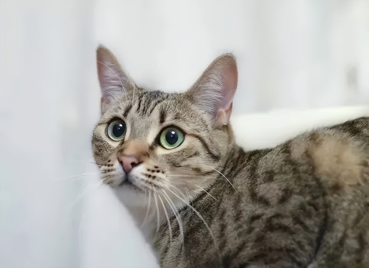 老祖宗教你选猫,老祖宗留下的风水诀100条