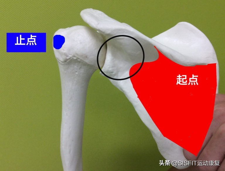 冈下肌，拦顺风车要使用的肌肉