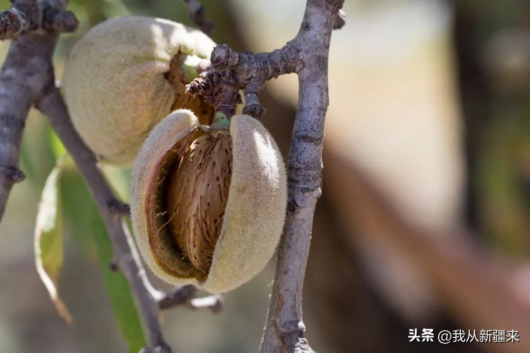 过年必备的十种干果,内地人最喜欢的干果有哪些
