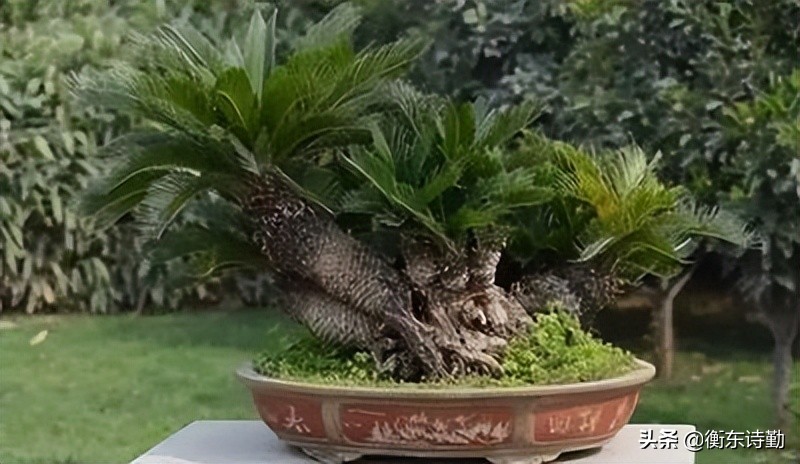 铁树多少年开花有什么寓意,千年铁树开了花万年的枯藤发了芽