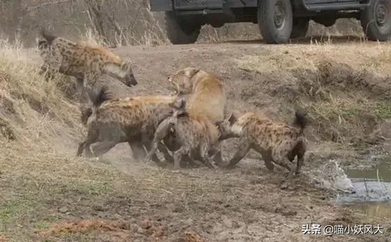 斑鬣狗为什么喜欢挖别人的坟头,斑鬣狗为什么喜欢咬骨头