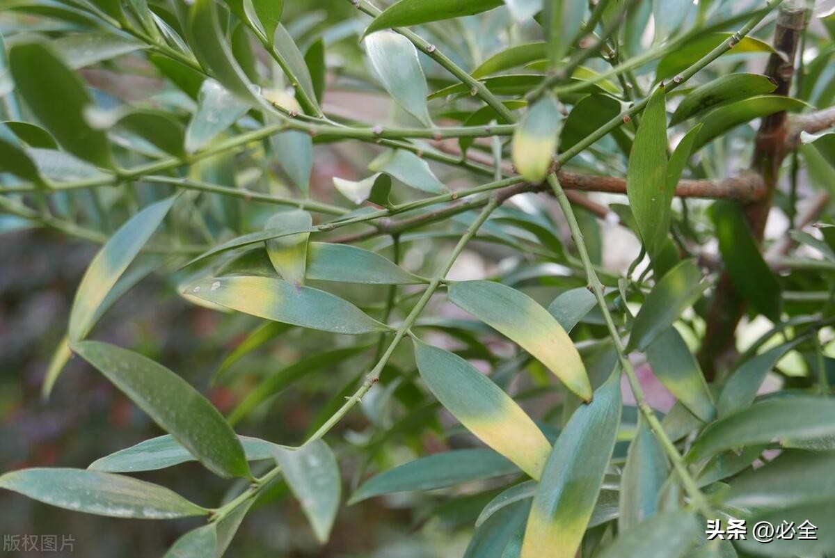 园林景观植物的种类和特点,园林绿化植物常识