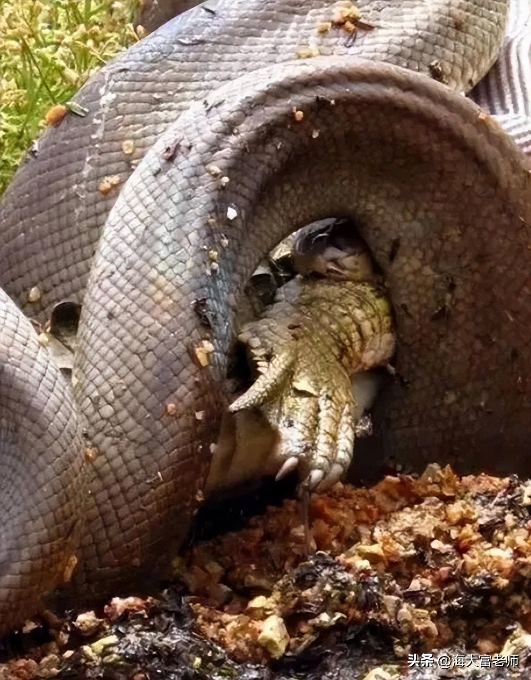 巨蟒大战恐鳄电影中巨蟒有几米,巨蟒大战恐鳄电影片段