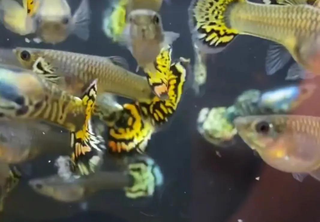 有一种鱼叫孔雀鱼,与孔雀鱼相似的鱼