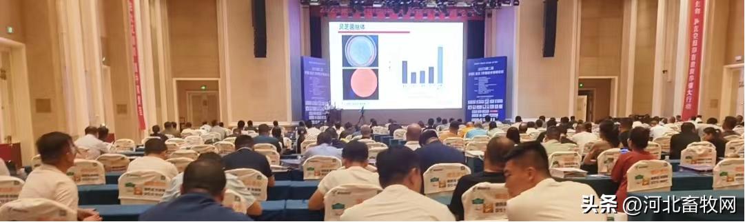 养猪技术交流讲座,养猪技术大会