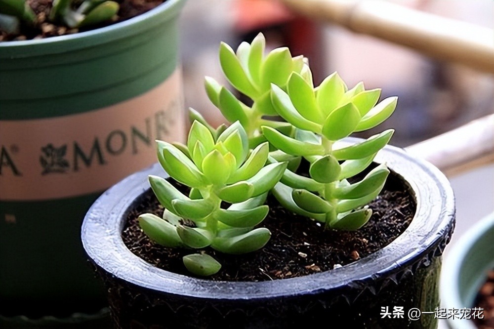 多肉徒长别急着丢掉,教你几个小技巧,快速恢复好状态,美呆了