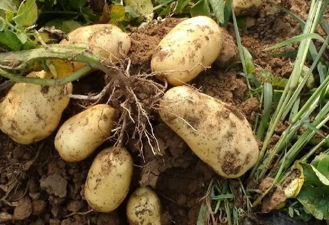 哪里产的土豆最好吃,土豆种产地最好地方是哪