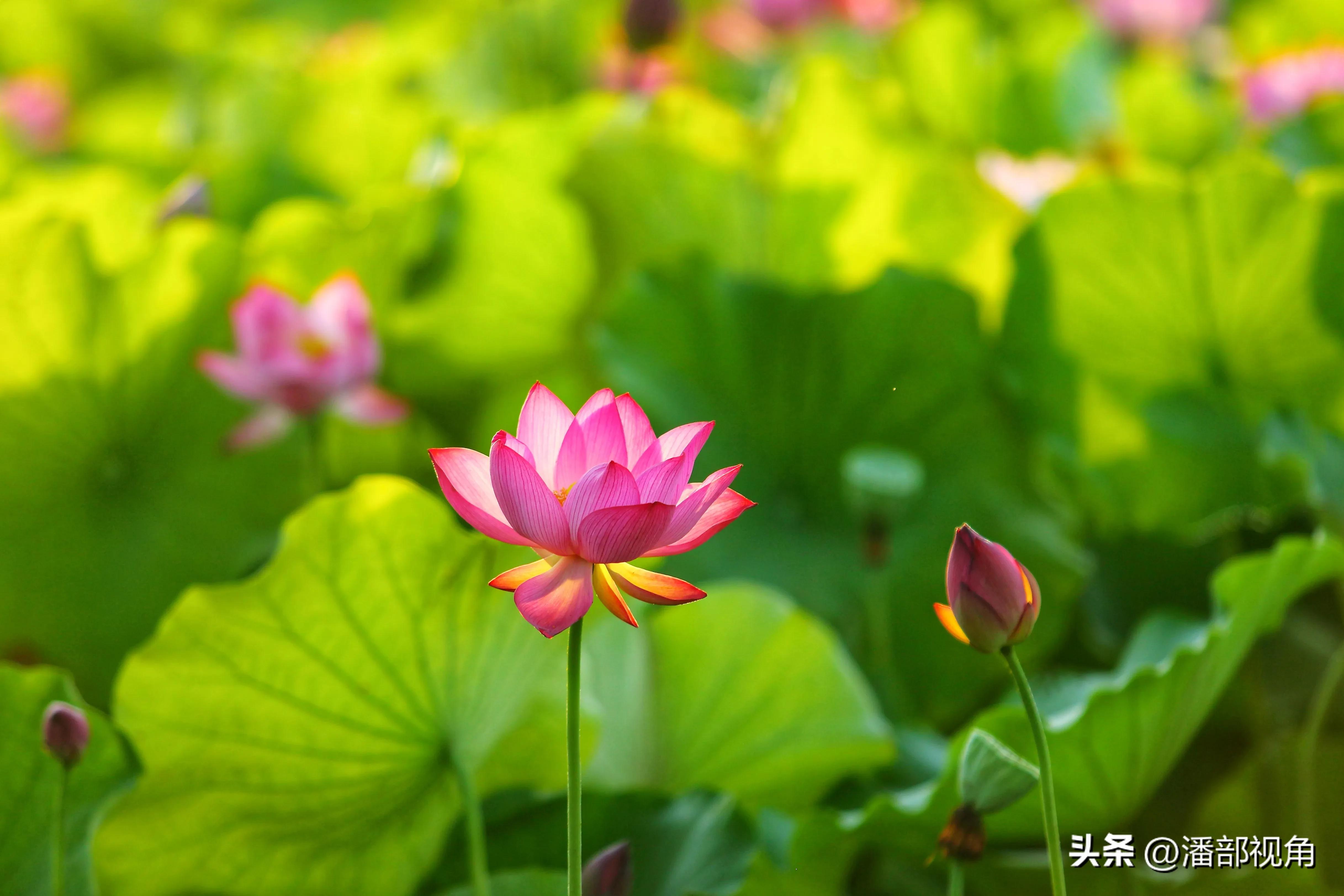 无锡七月底哪里的荷花开了,无锡太湖荷花开了吗