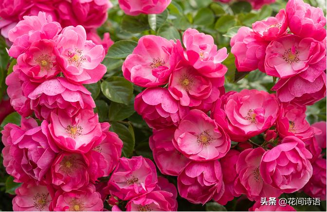 月季玫瑰蔷薇芍药牡丹的区别,月季玫瑰蔷薇区别在哪里