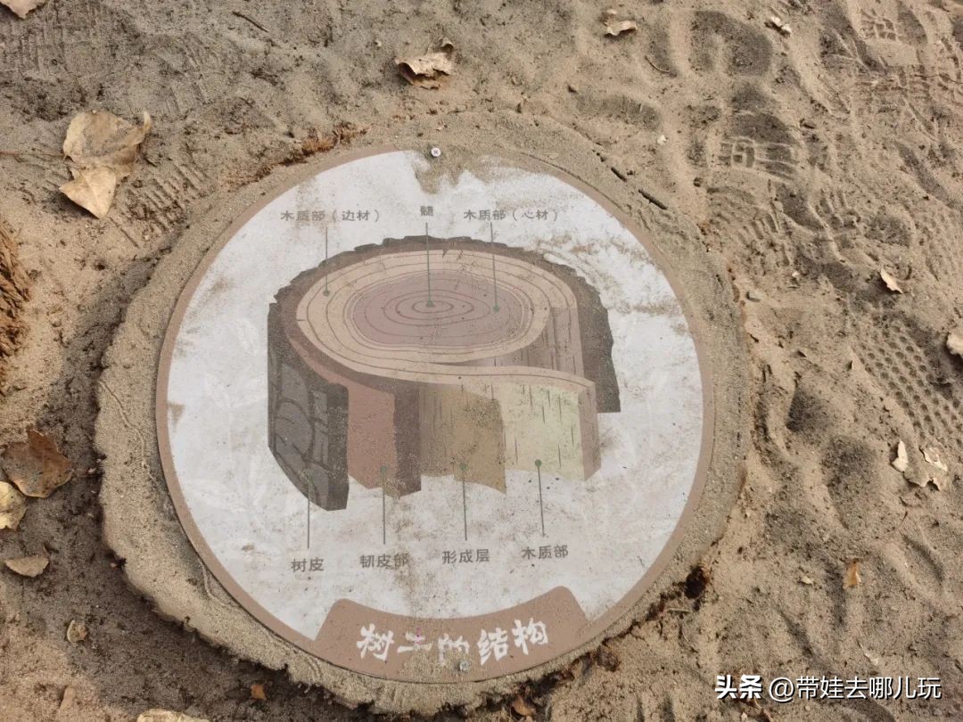 在森林公园里玩耍,中国可以骑行的森林公园