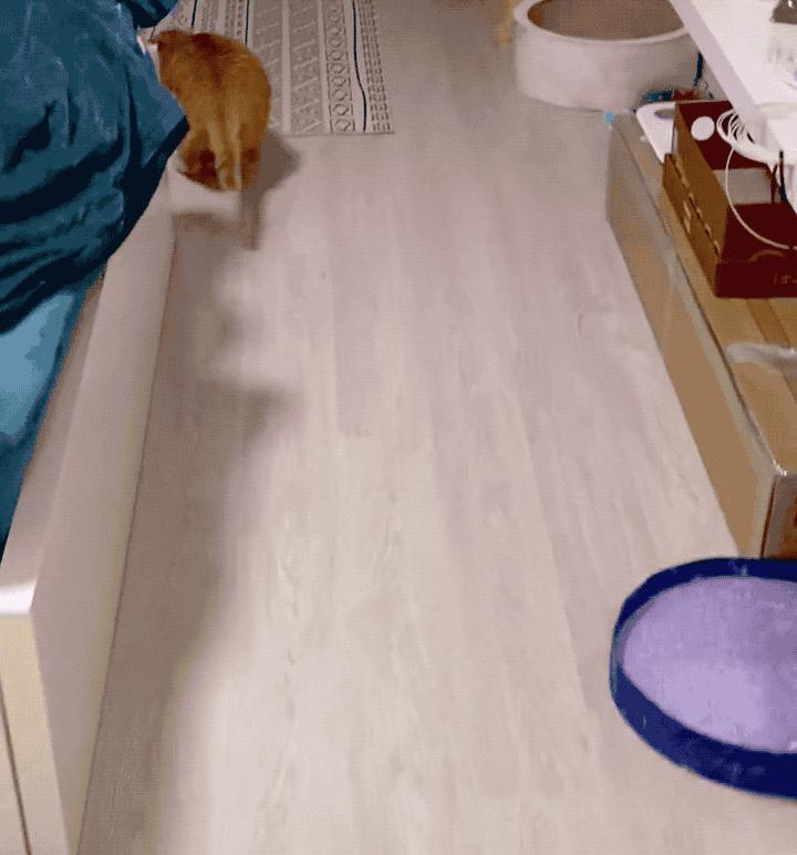 如何拥有一只奶牛猫,如何养出社牛猫