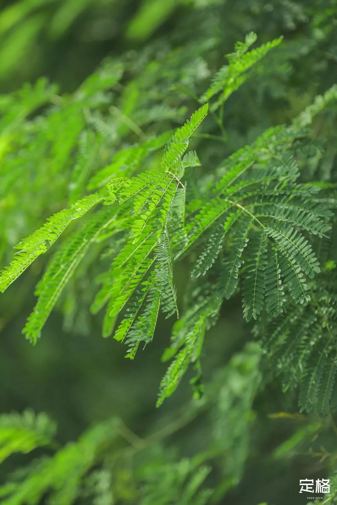 深圳百米长「纯白登山梯」，打卡绝了