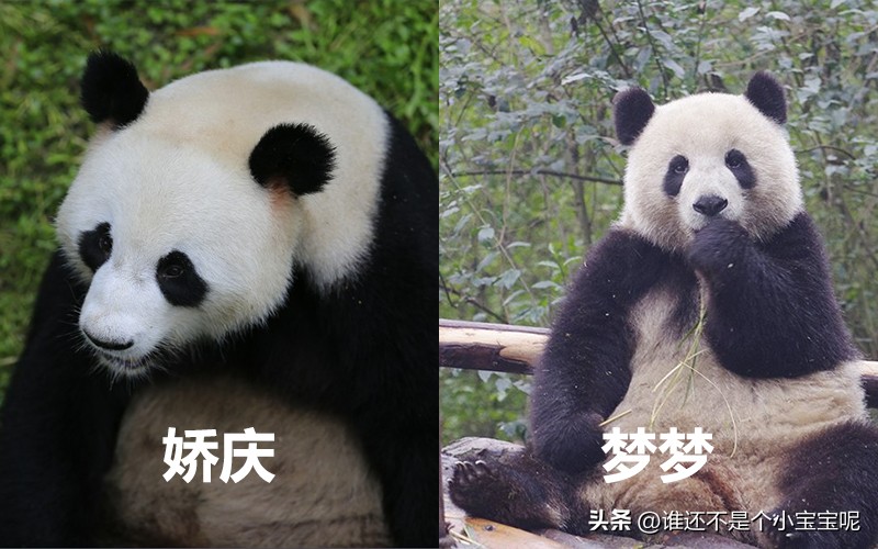 目前在国外的大熊猫有几只,大熊猫国外租借了多少只