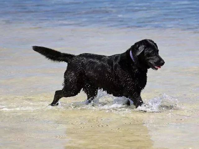 养狗白的好还是黑的好,养狗对孩子有什么好处和坏处