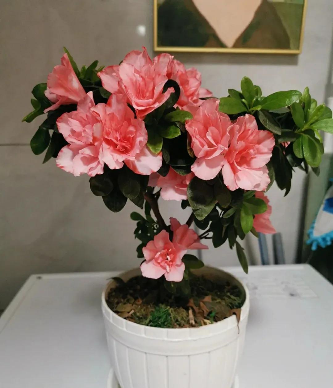 20种大毒花千万别养在家里太危险,新手这六种短命花一定要避开