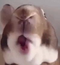 吃米饭和吃馒头哪个减肥,减肥吃馒头和米饭哪个热量高