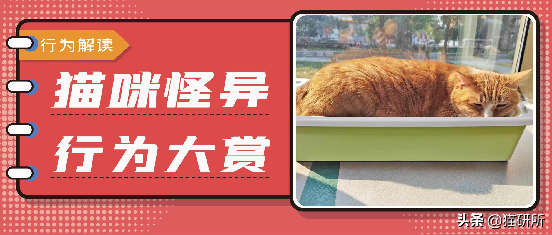 猫咪吃饭的十大怪癖 (猫咪的七大怪癖喵了个咪)