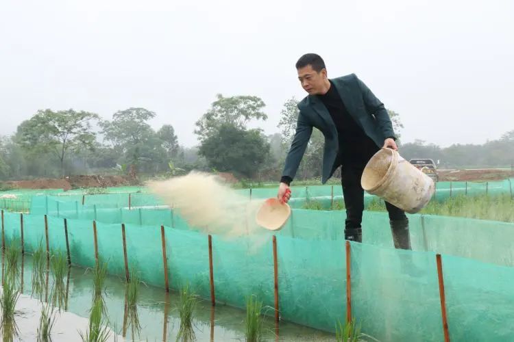撂荒地变产业田有稻有蛙有虾有收入