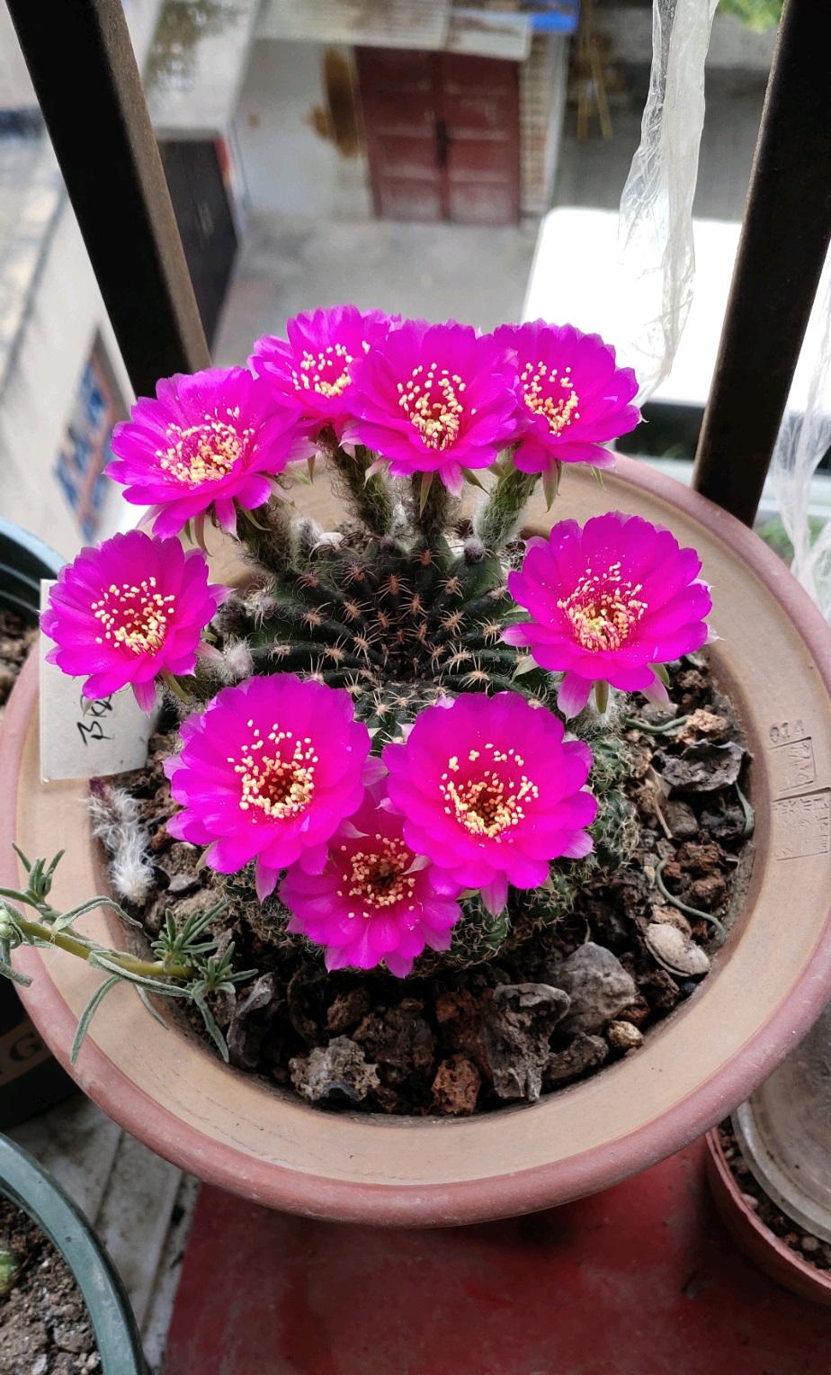 喜欢养仙人球，就选“阳春丸”，颜值高，好打理，每年开花好多次