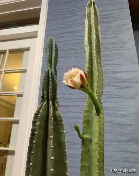 室外阳台观叶植物,阳台盆栽观叶植物