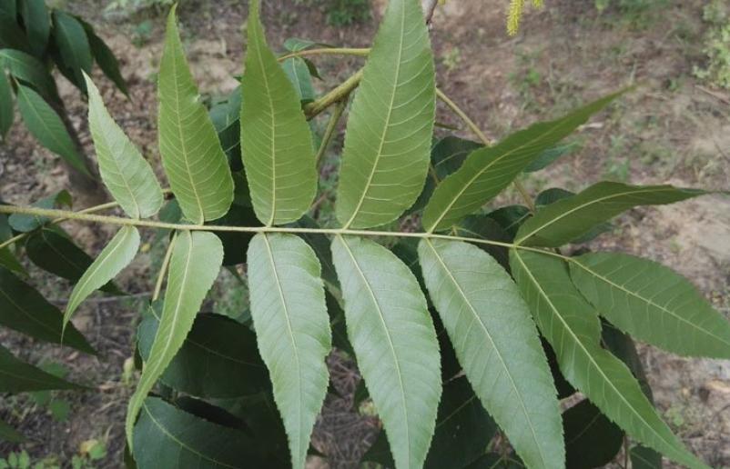 圆果化香有何化学成分？其活性分析有何成果？