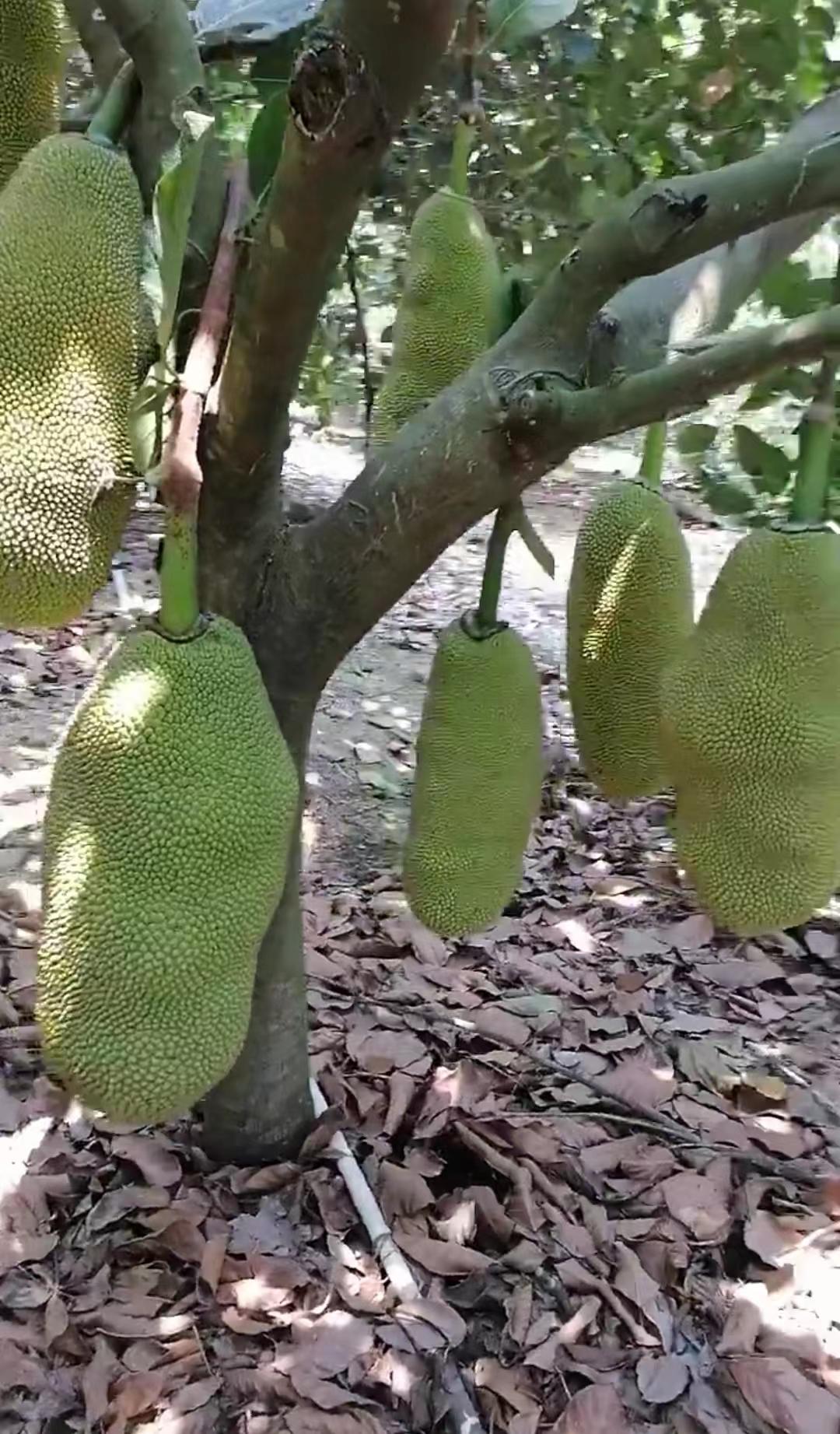 鍐滀笟鍒涙柊鍒涗笟,鍐滀笟鍒涙柊鍐滄皯鍒涗笟