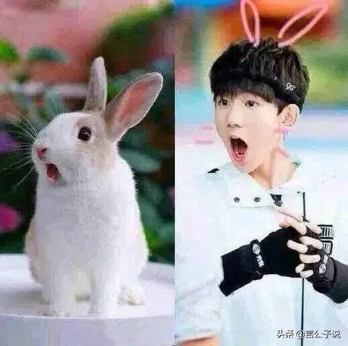 长着兔子脸的男明星有哪些,长得像兔子牙的男明星