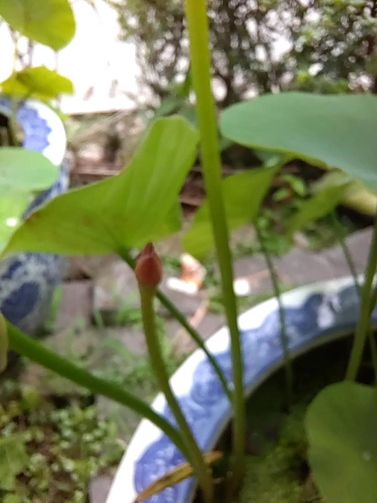 养荷花的方法和注意事项,荷花养护方法和注意事项