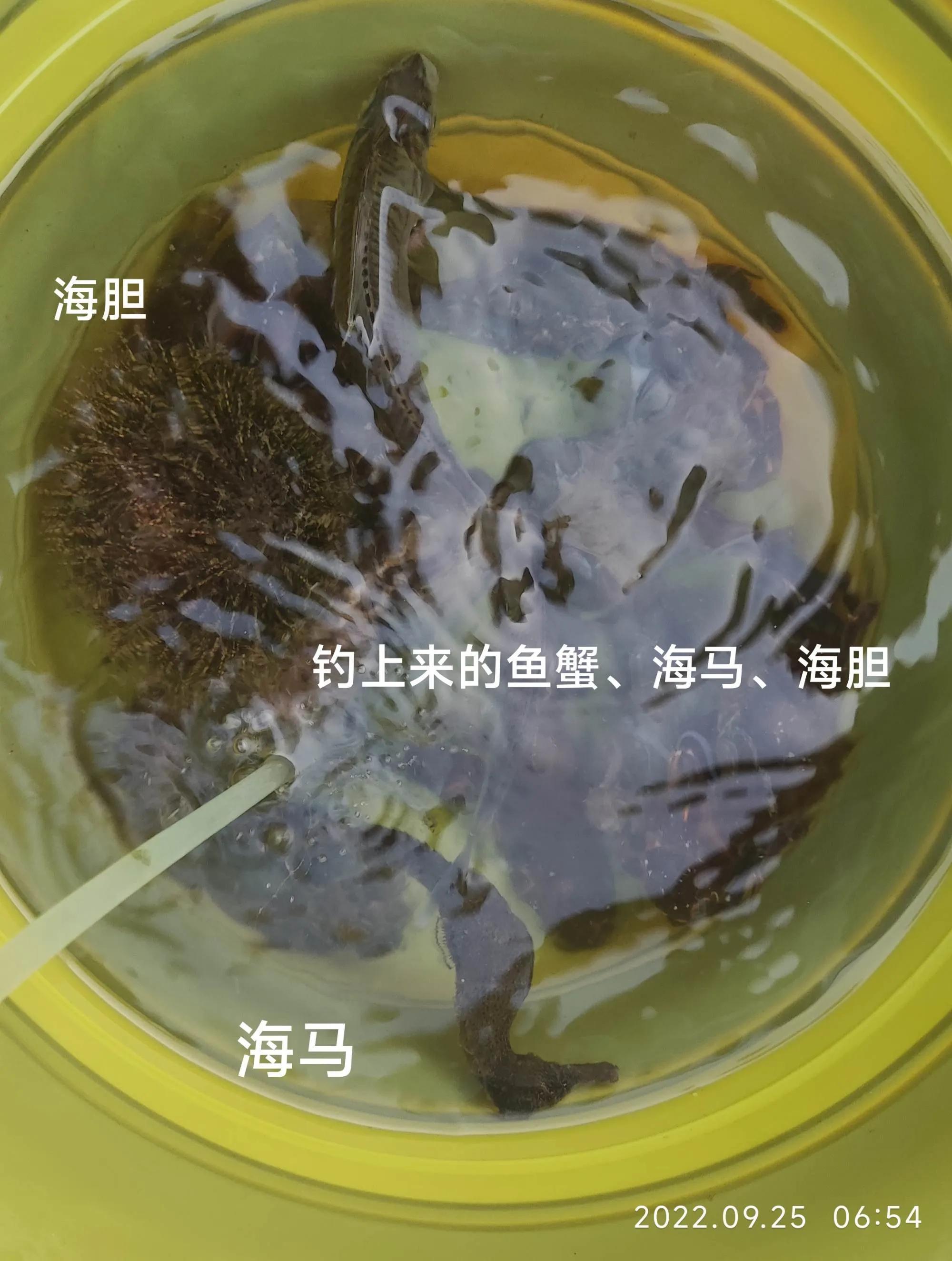 20种常见海鱼,十大常见野生海鱼