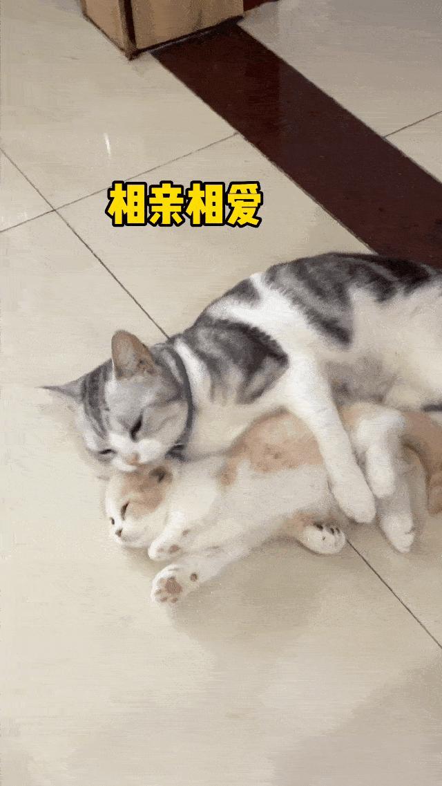 两个猫掐架怎么办,和铲屎官打架的猫咪