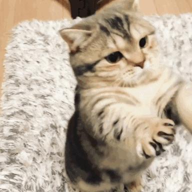 中华田园猫怎么养,中华田园猫为什么不建议养