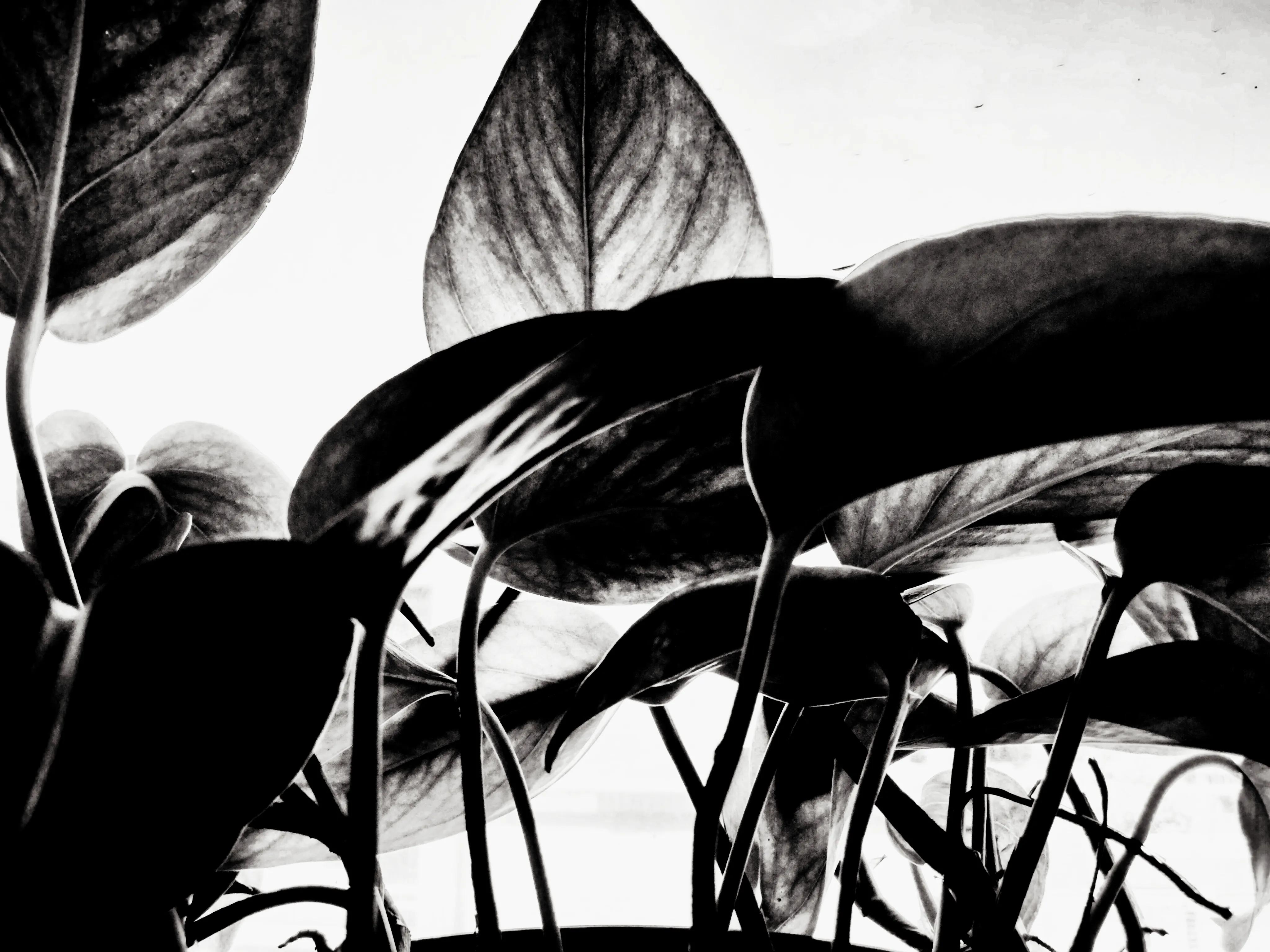 品读石家庄,品读石家庄城市