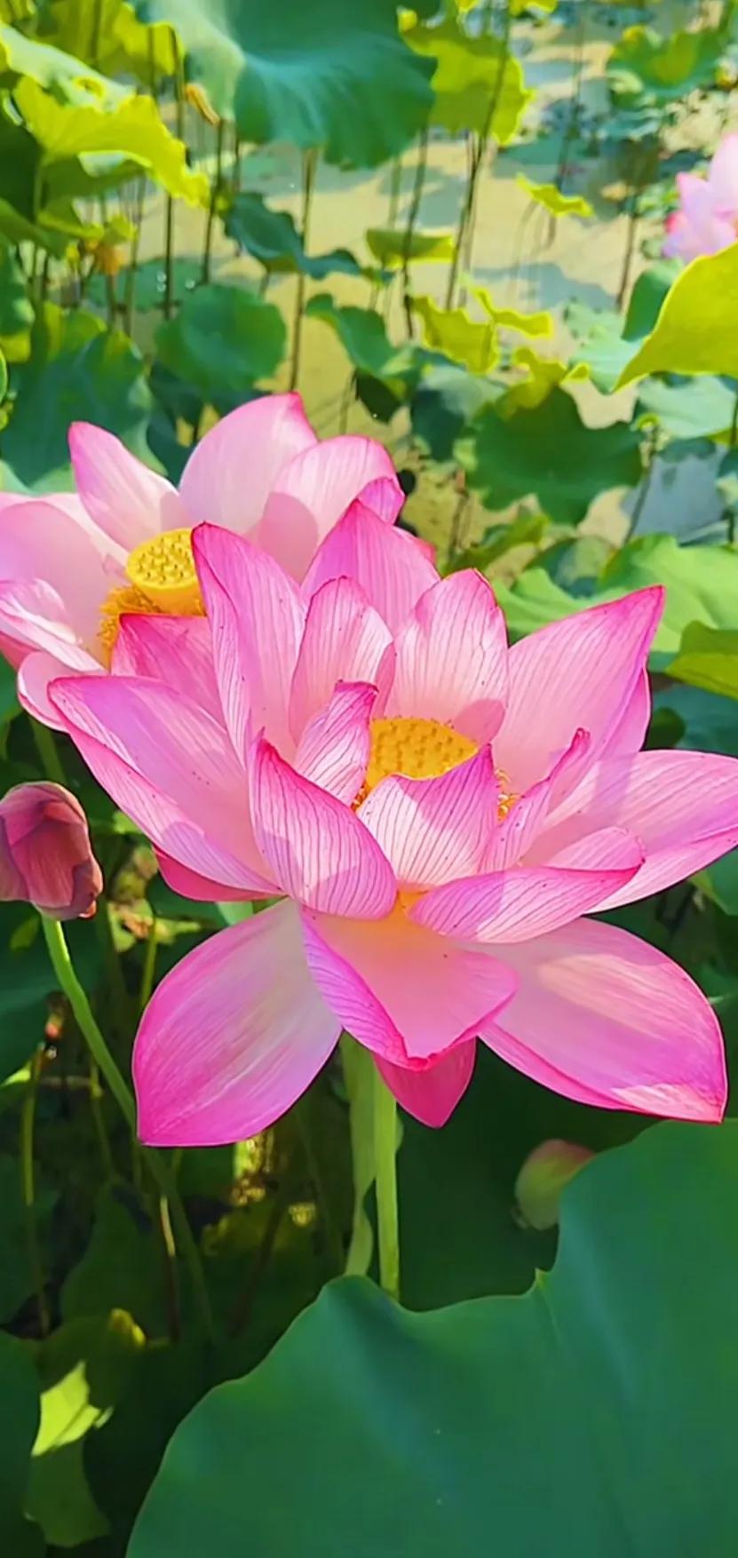 夏的季节荷花图片,三夏荷花图片