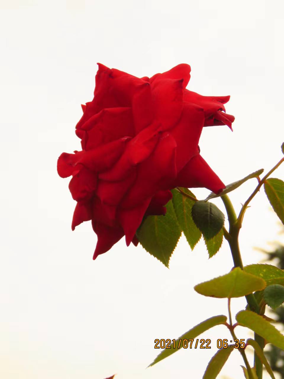 “以我为主”地忽略“事”的经过——浅尝辄止、先喜后忧的根源