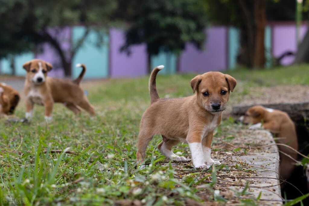 幼犬初次到家，哪些事情是需要我们准备的？