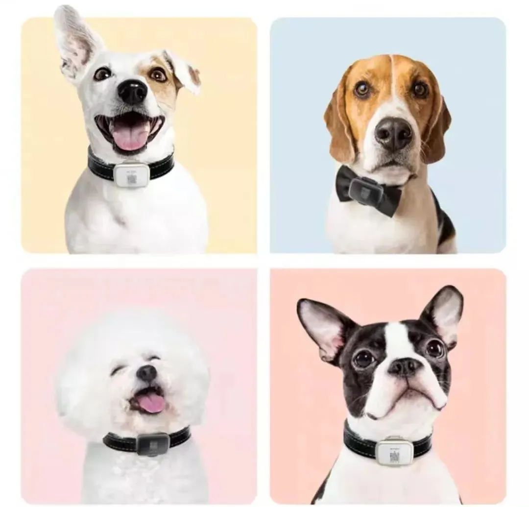 宠物智能用品能否成为新蓝海,新宠物智能产品有哪些