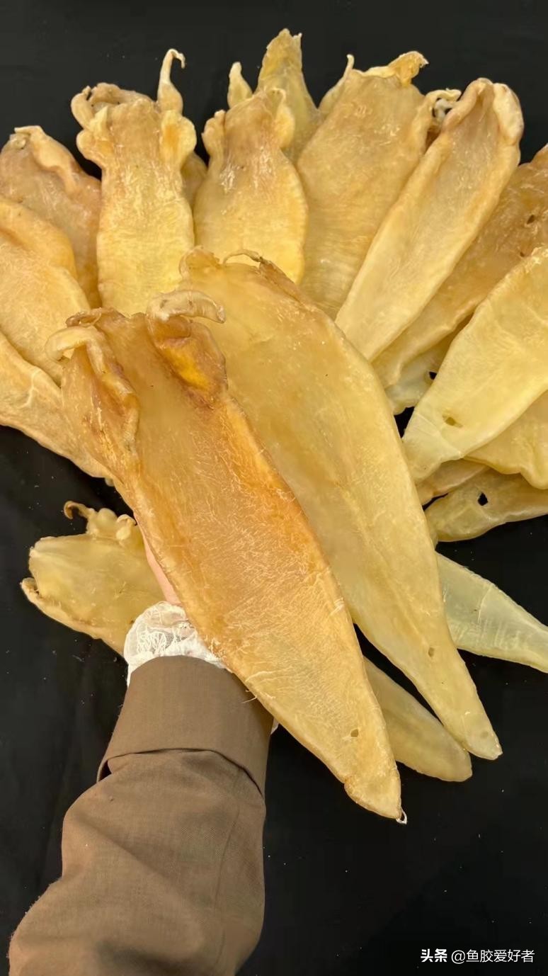 带你了解更多的鱼胶知识,了解鱼胶知识的欢迎进来