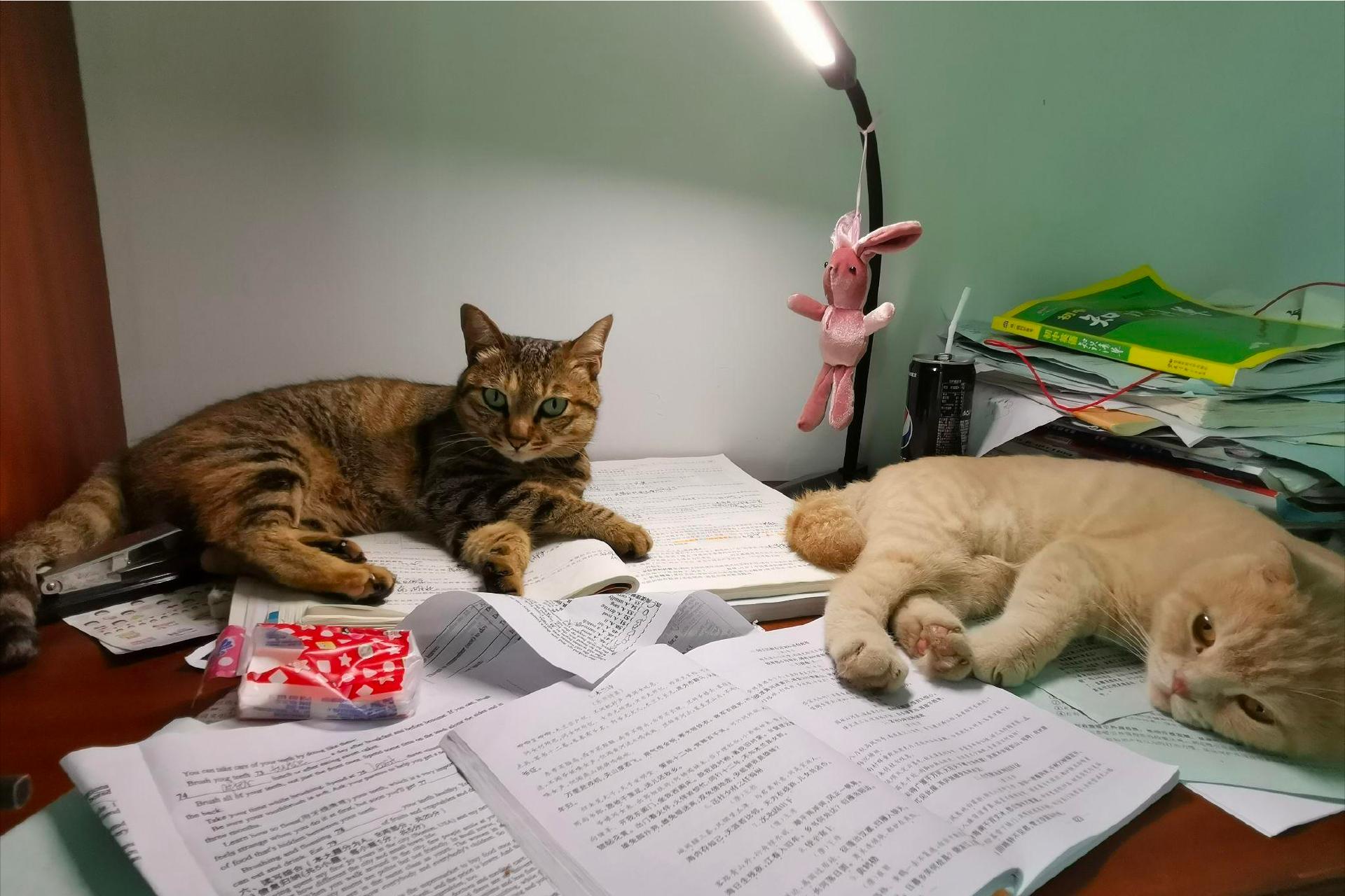 如果孩子想要一只宠物，家长先别左右为难，看完这篇文章再做决定