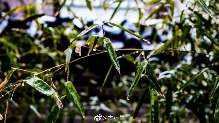 济南的春天来了吗,济南春天来了