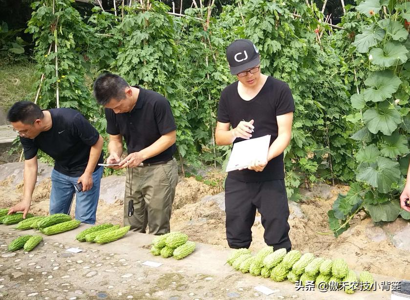 白酒能治瓜果蔬菜虫的方法,瓜果开始结果就有虫咬怎么办
