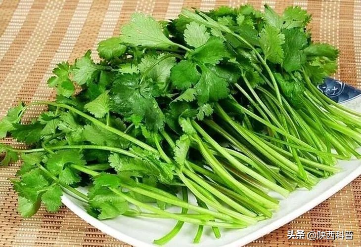 为什么有人讨厌香菜有人特爱吃,香菜为什么有人不喜欢吃