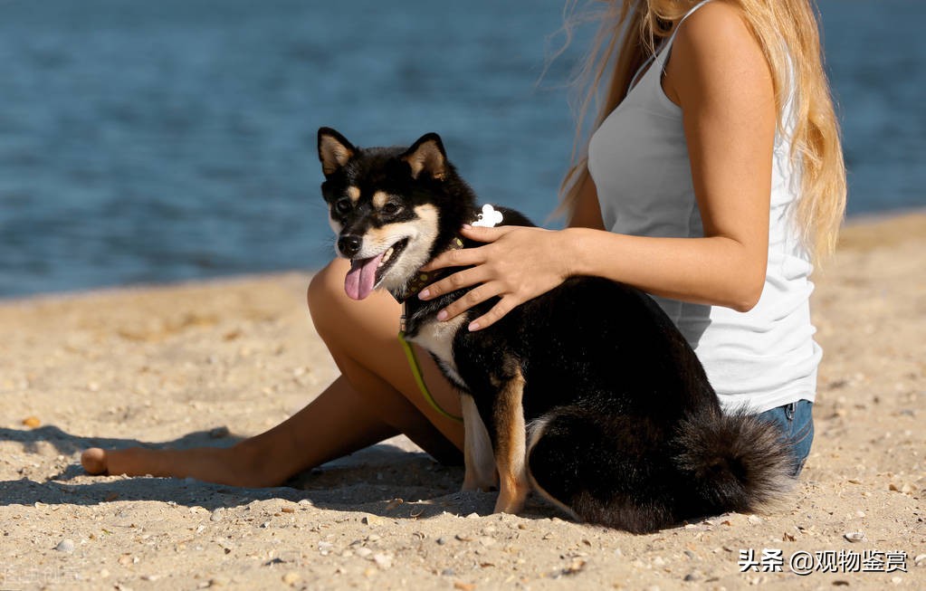 狗狗尾巴突然连主人都不让摸了,猫咪不让摸强行去摸会应激吗
