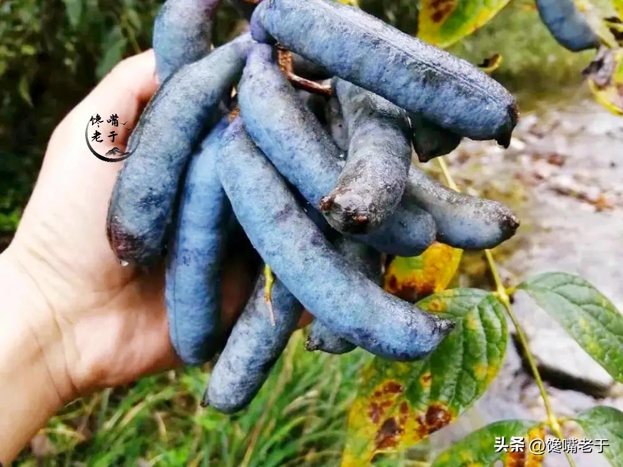 小暑节气的水果有哪些,小暑吃什么水果好