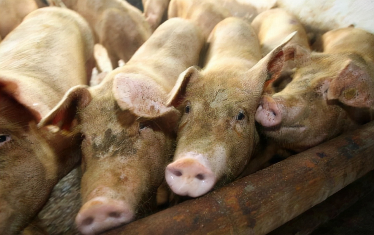 治疗猪高热病的土方法,高热病猪的症状用什么药治疗