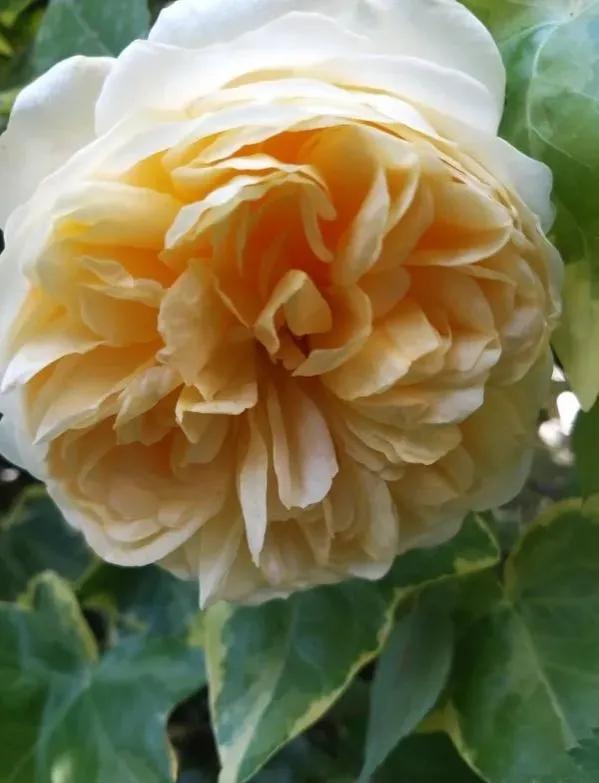 欢笑格鲁吉亚藤本,欢笑格鲁吉亚会变色吗