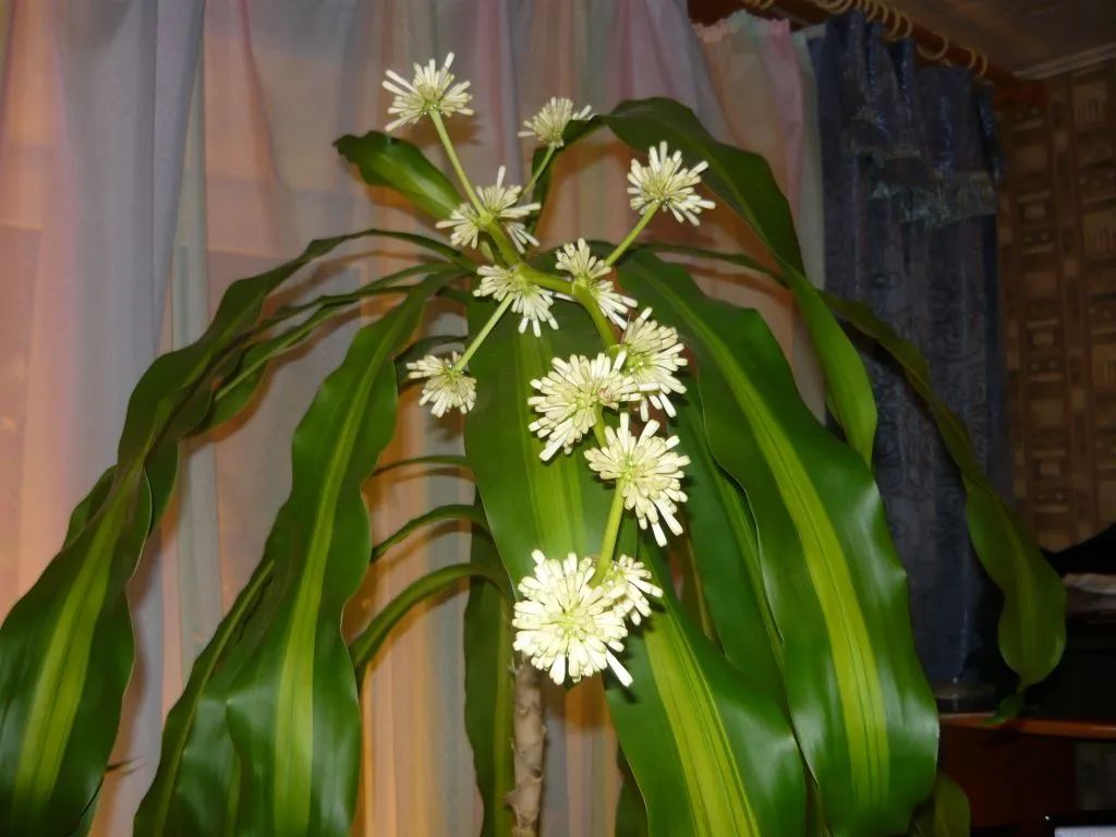 水培的巴西木可以种在花盆里吗,巴西木盆栽好还是水培好