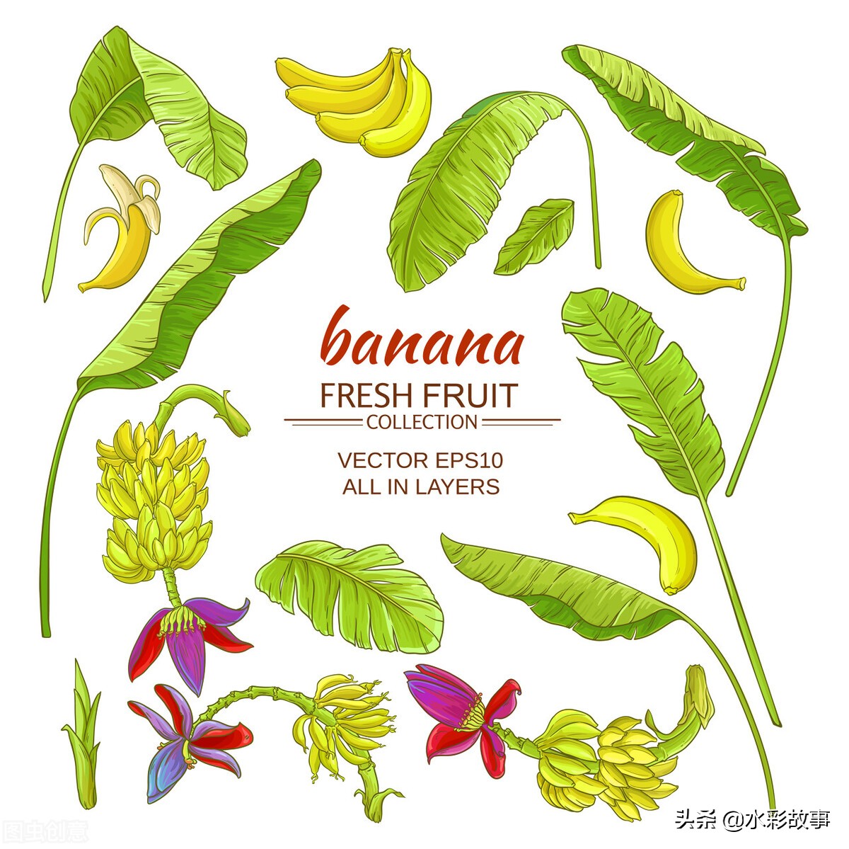 香蕉banana的由来,香蕉banana是啥