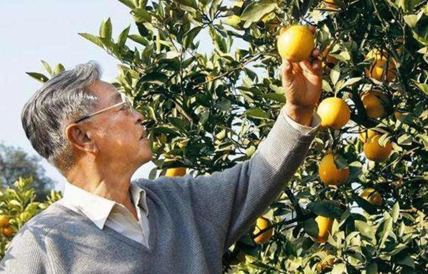 亚洲烟王褚时健,亚洲烟王